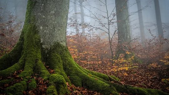Mehr Urwald in Deutschland