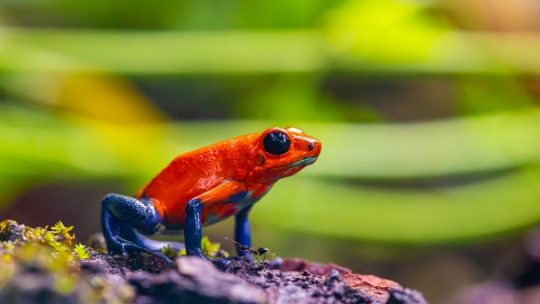 Die zehn Must-Knows zur Biodiversität