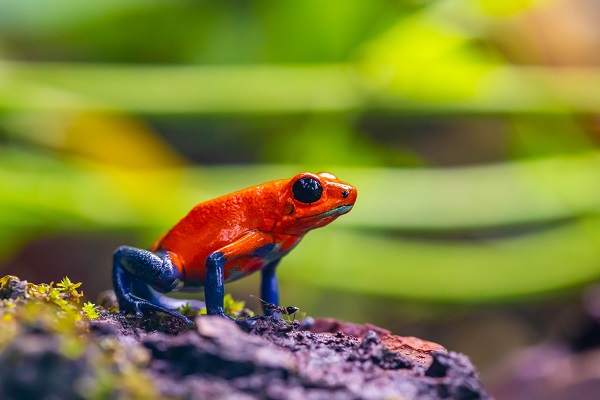 Die zehn Must-Knows zur Biodiversität