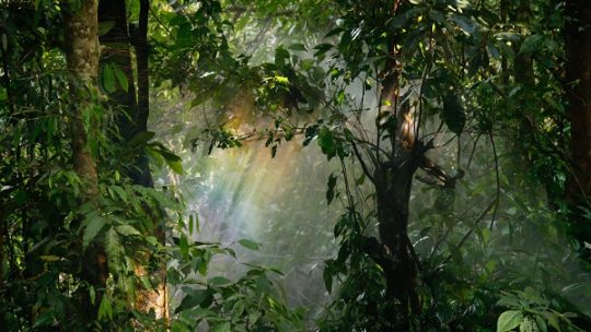 Die Welt verliert 11,1 Millionen Hektar Tropenwald