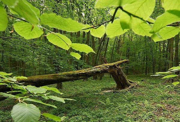 Buchenwälder besser schützen