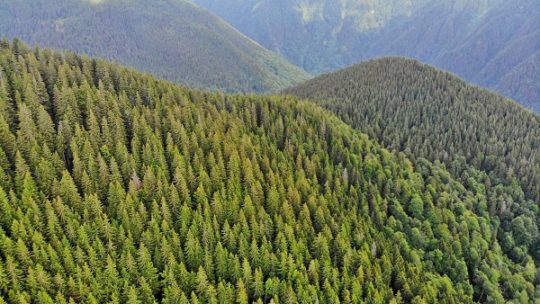 Forschungsteam will letzte große Urwälder Europas schützen