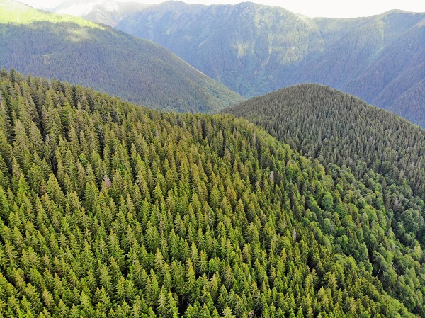 Forschungsteam will letzte große Urwälder Europas schützen