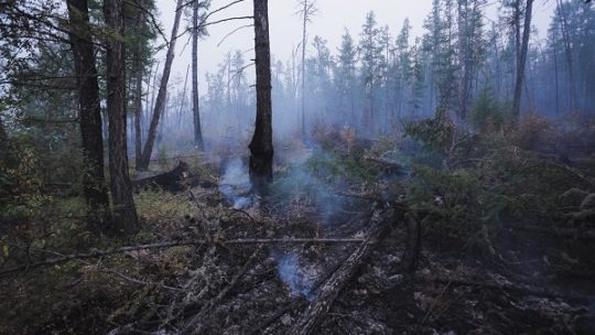 Globale Erwärmung bedroht Waldökosysteme