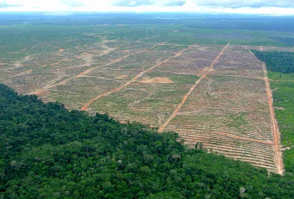Neue Regeln sollen das Abholzen weltweit verringern
