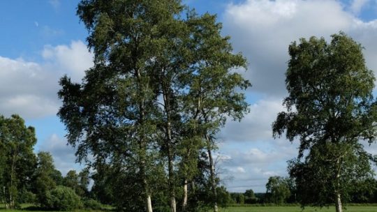 Die Moor-Birke – Baum des Jahres 2023
