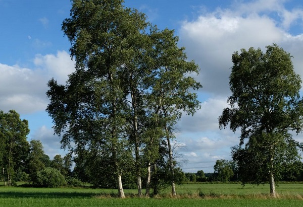 Die Moor-Birke – Baum des Jahres 2023