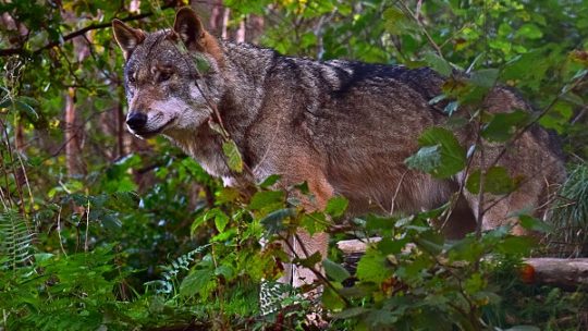 In Deutschland leben 161 Wolfsrudel