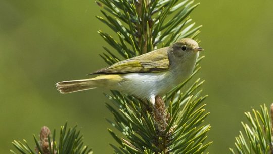 Wie die Forstwirtschaft den Vogelschutz unterstützt
