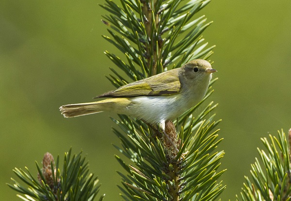 Wie die Forstwirtschaft den Vogelschutz unterstützt