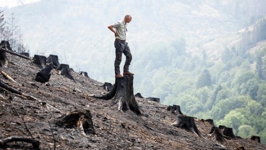 Schock und Trauer wegen verbrannten Waldes