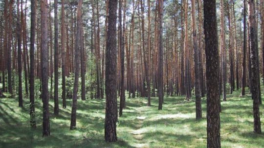 Kaum noch gesunde Bäume in Brandenburg
