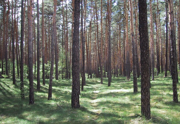 Kaum noch gesunde Bäume in Brandenburg
