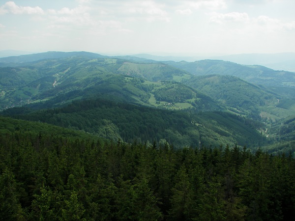 Wie Pina Earth die europäischen Wälder retten will