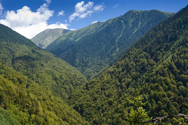 Holzmafia zerstört Rumäniens Urwälder