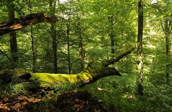 Vereinte Nationen zeichnen Eifeler Waldschutzprojekt aus