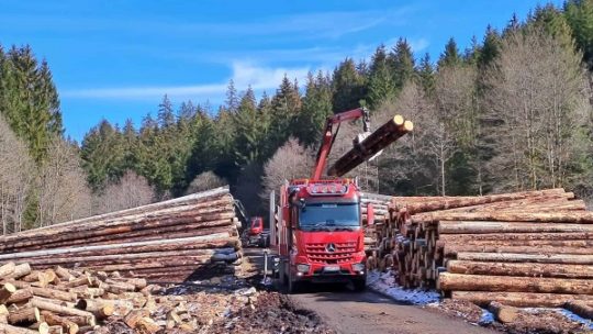 Holzeinschlag 2022 bleibt auf hohem Niveau