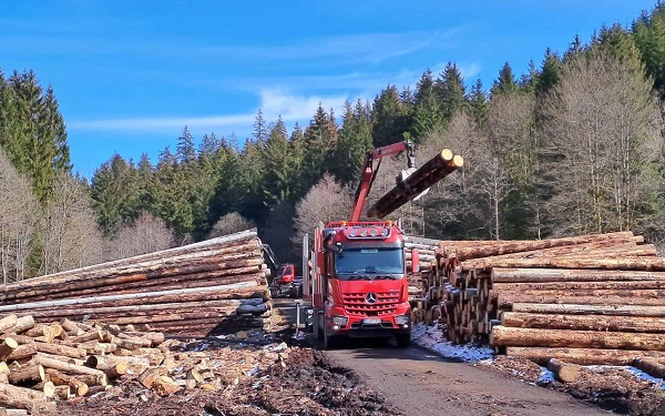 Holzeinschlag 2022 bleibt auf hohem Niveau