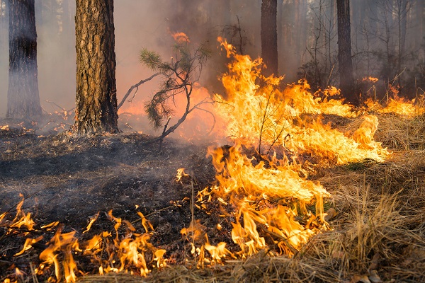Waldbrandgefahr steigt täglich