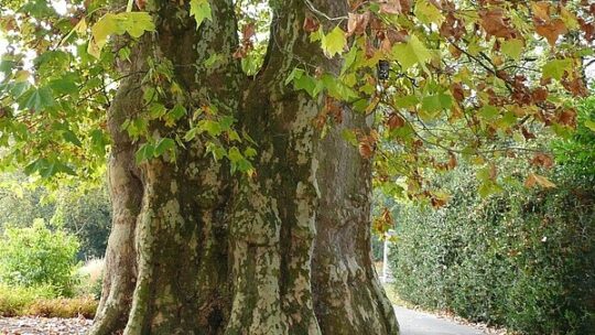Jetzt Nationalerbe-Baum: Hohenheimer Liebesplatane
