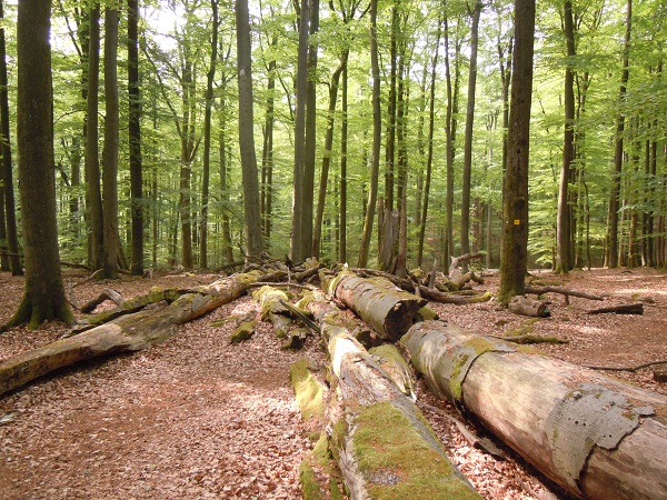 Für den Nationalpark Steigerwald