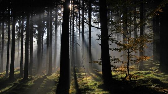 Umweltverbände stellen neues Bundeswaldgesetz vor