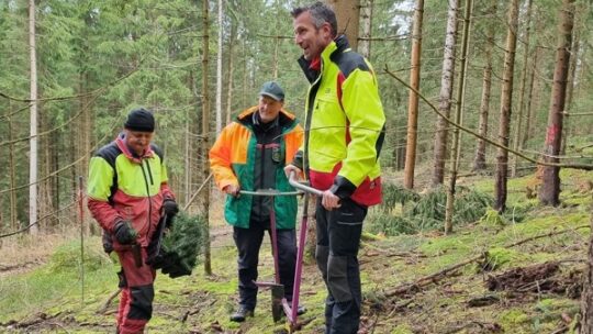 Fünfmillionste Weißtanne im Forstbezirk Eibenstock gepflanzt