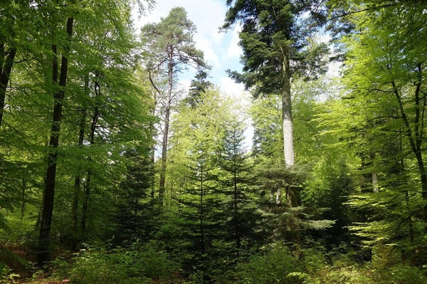 Dauerwald trotzt dem Klimawandel