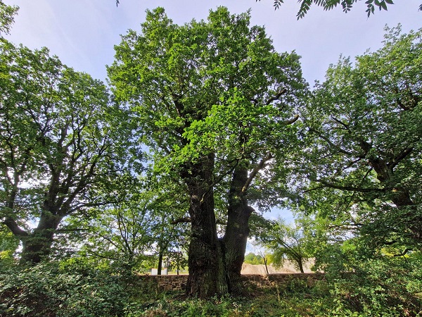 Nationalerbe-Baum – Die Eiche von Markendorf