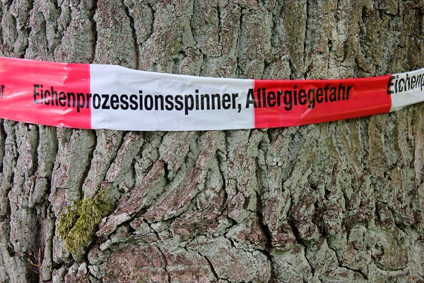 Eichenprozessionsspinner: Kein Gift im Wald