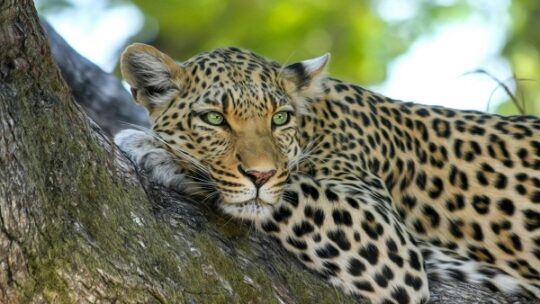 Studie: FSC erhält Artenvielfalt in tropischen Wäldern