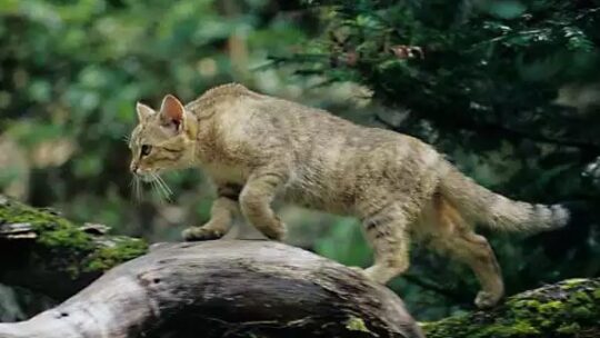 Wälder und Wiesen für die Wildkatze