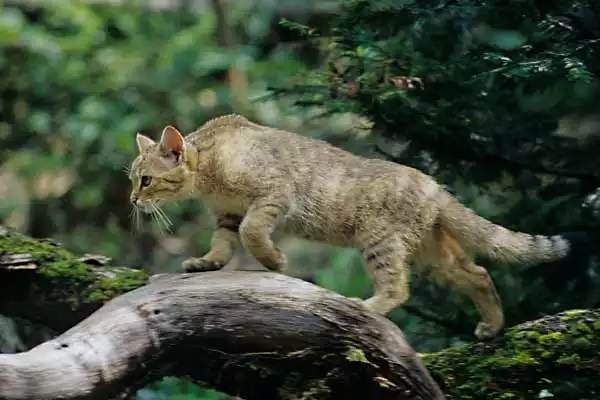 Wälder und Wiesen für die Wildkatze