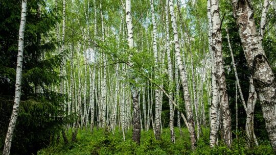 Wald und Holz in der deutschen Sprache
