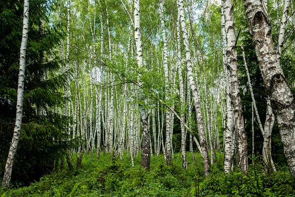 Wald und Holz in der deutschen Sprache