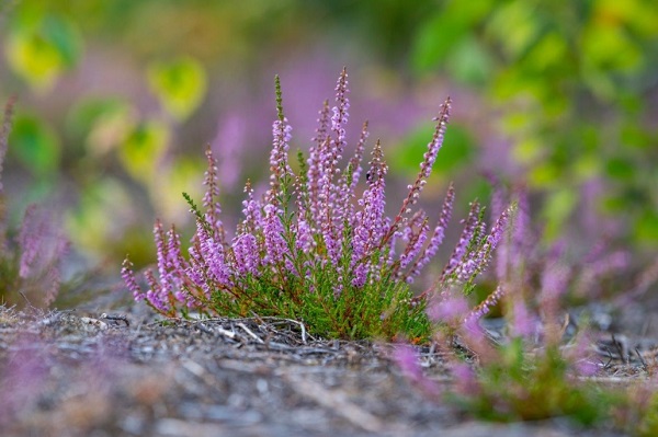 Mehr Wildnis in Brandenburg