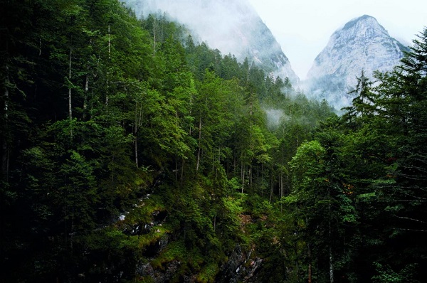 Lebensversicherung Schutzwald