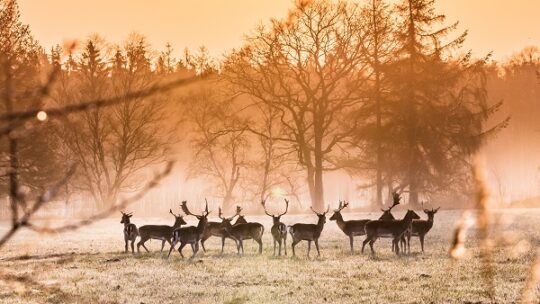 Sie fressen den Wald