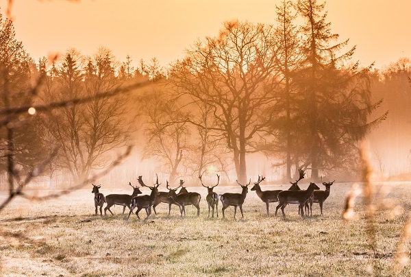 Sie fressen den Wald