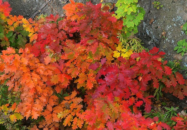 Baum des Jahres 2025: Die Rot-Eiche