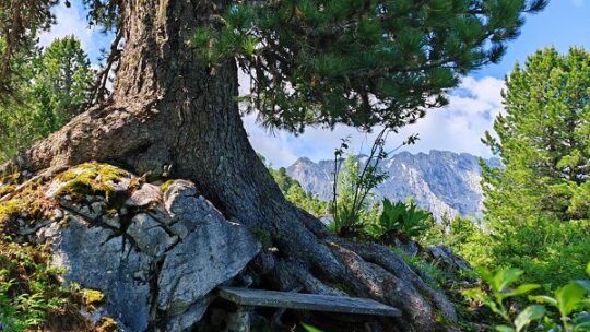 Zirbe jetzt Nationalerbe-Baum