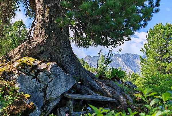 Zirbe jetzt Nationalerbe-Baum