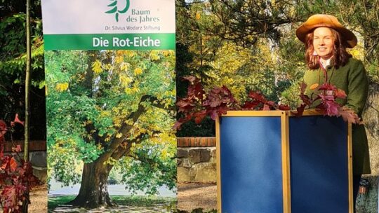 Der Baum des Jahres provoziert die Forstleute