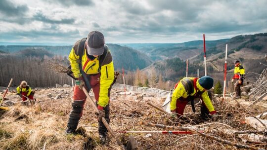 Wieder junger Wald im Harz