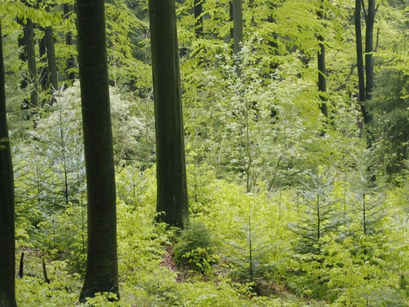 Klimagerechter Umbau des Waldes kommt voran