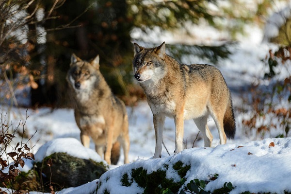 DJV: „Veraltete Zahlen zum Wolf“