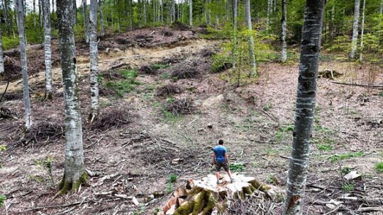 Rumänien: Kahlschlag in Naturwäldern