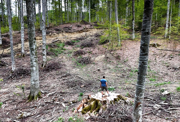 Rumänien: Kahlschlag in Naturwäldern