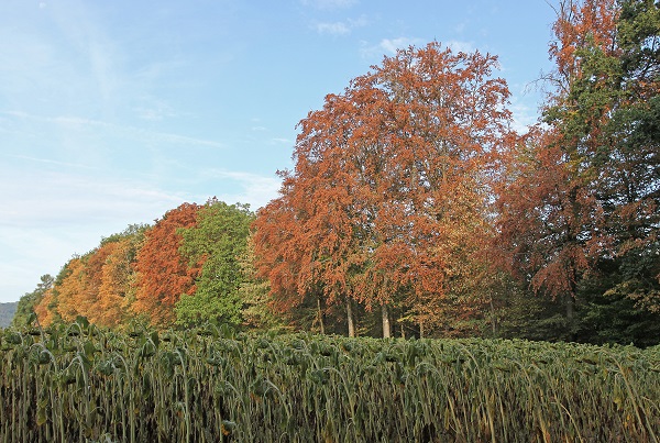 Klimakrise wird Buchen massiv zusetzen