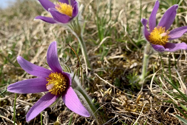 FloraWeb neu aufgelegt